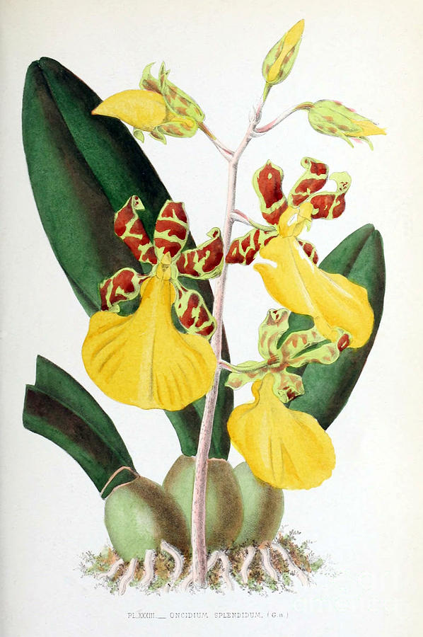 Orchid, Oncidium Splendidum, 1880 Photograph by Biodiversity Heritage Library