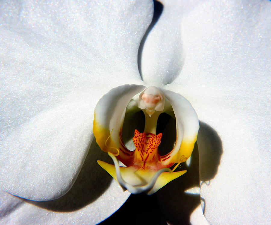 Orchid Photograph - Orchid One by Steve Doris