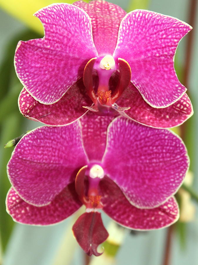 Orchid Orchid Photograph by M Diane Bonaparte