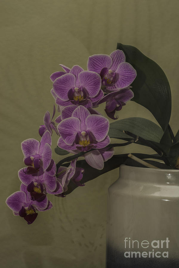 Orchid Photograph - Orchid Orchidaceae by Steve Purnell