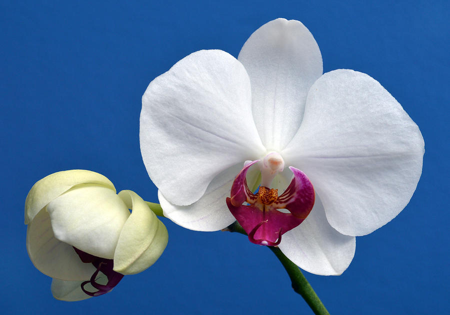 Orchid Out Of The Blue. Photograph by Terence Davis