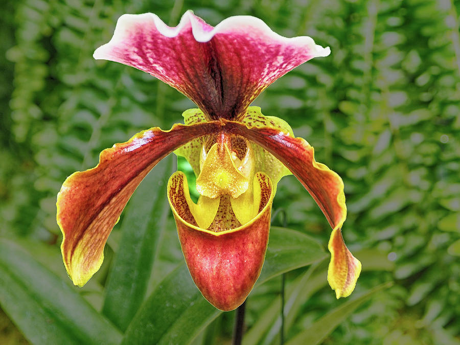 Orchid Paphiopedilum Photograph by C H Apperson