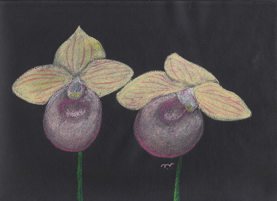 Orchid-Paphiopedilum Fanaticum Pastel by Martin Valeriano