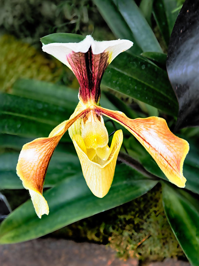 Orchid Paphiopedilum Villosum Photograph by C H Apperson