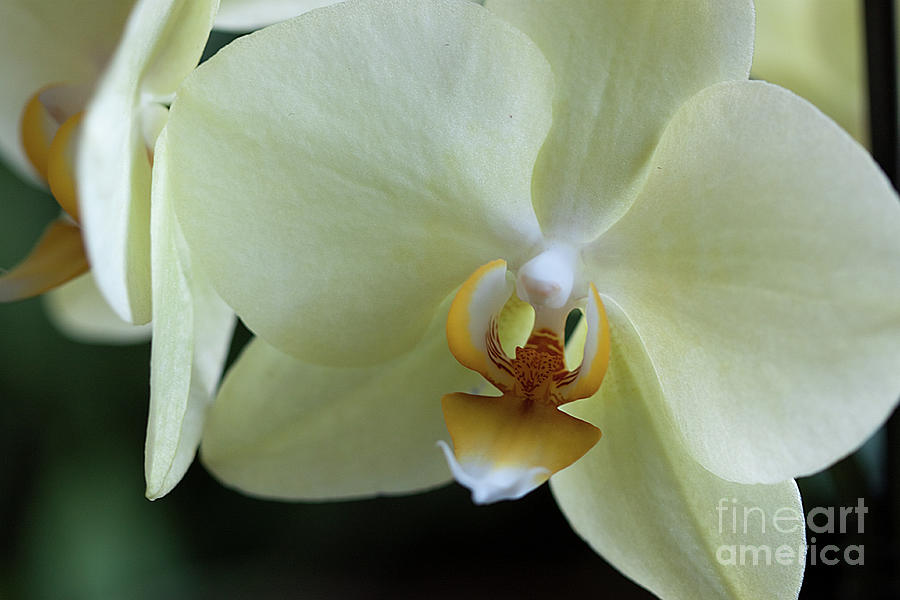 Orchid Pastel Yellow Photograph by Sherry Hallemeier