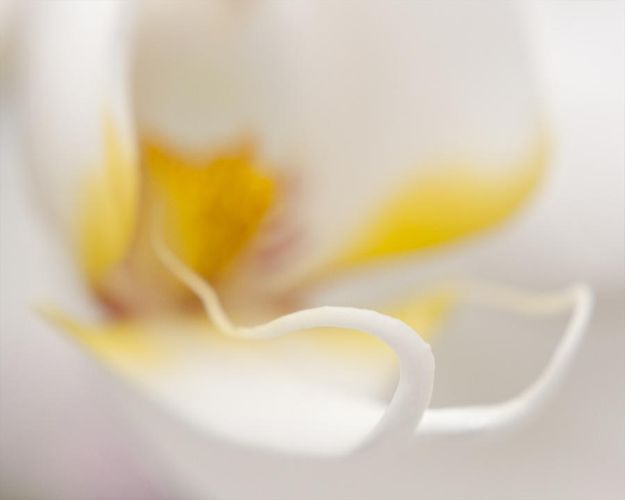 Orchid Photograph - Orchid by Paul Schreiber