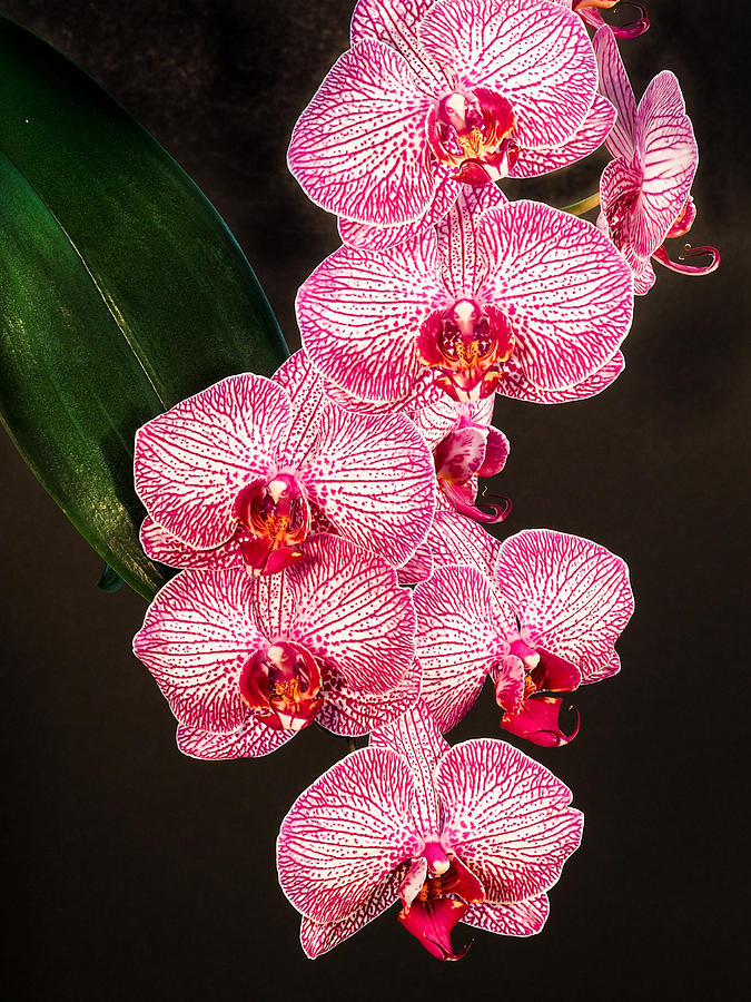 Orchid Photograph by Paula Ponath