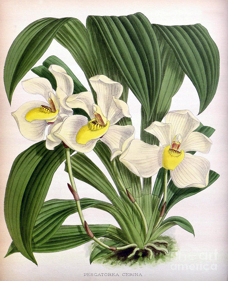 Orchid, Pescatorea Cerina, 1891 Photograph by Biodiversity Heritage Library