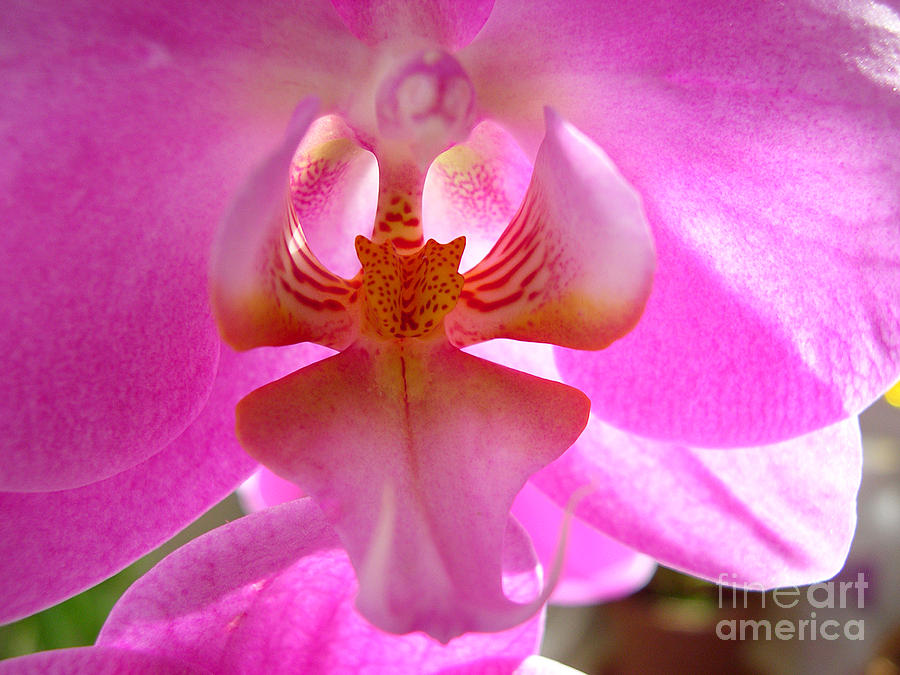 Flower Photograph - Orchid-Phalaenopsis by Addie Hocynec