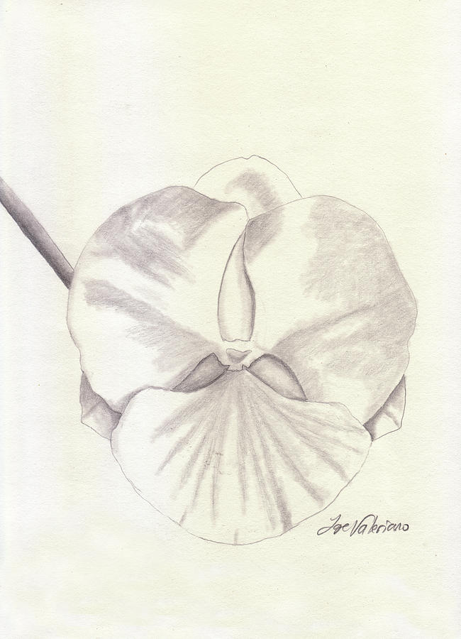 Orchid Drawing - Orchid Phalaenopsis Artic Threshold by Martin Valeriano