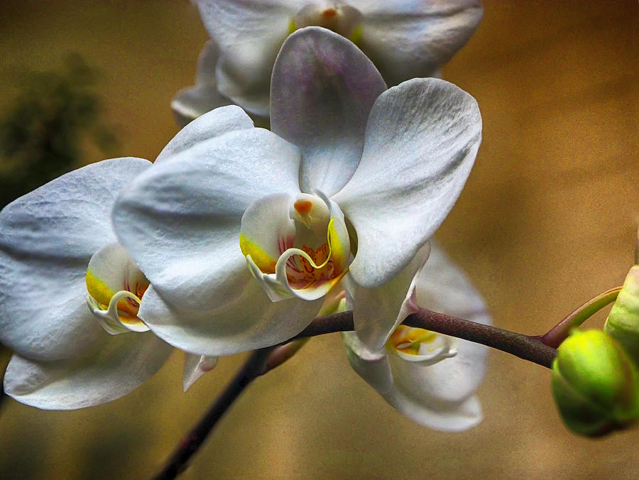 Orchid Phalaenopsis Matties Prairie Photograph by C H Apperson