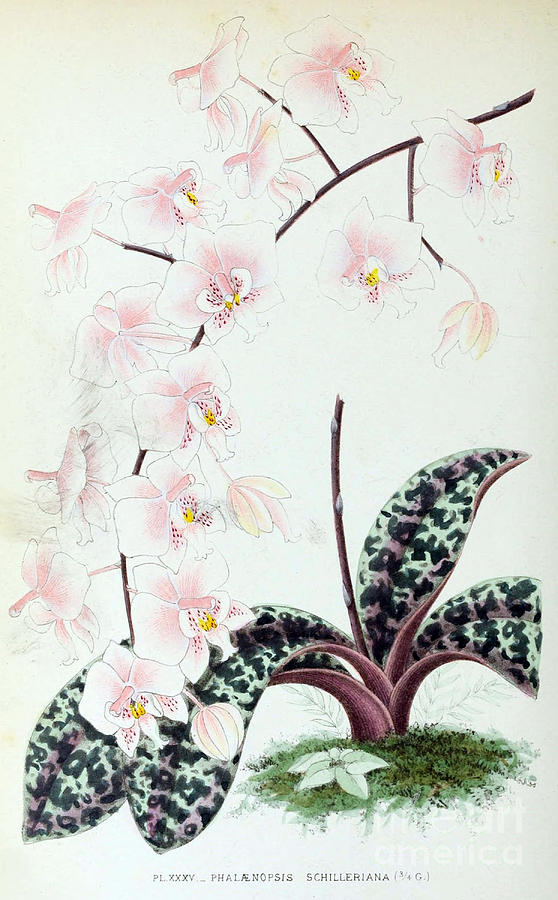 Orchid, Phalaenopsis Schilleriana, 1880 Photograph by Biodiversity Heritage Library