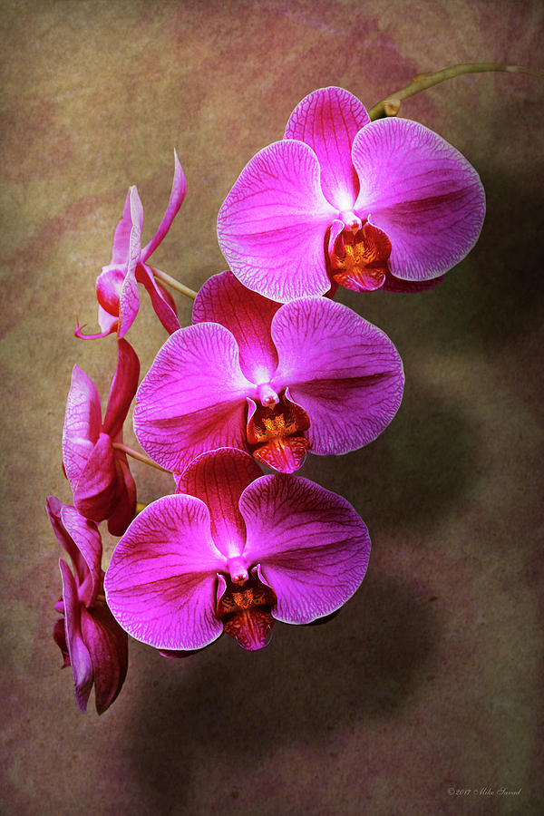 Orchid - Phalaenopsis - The moth orchid Photograph by Mike Savad