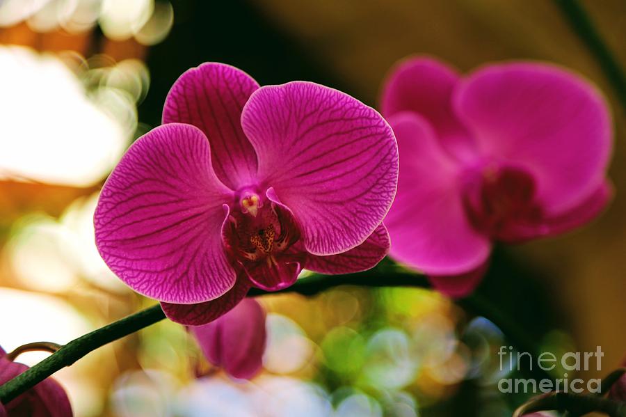 Orchid Pink with Bokeh Photograph by Carol Groenen