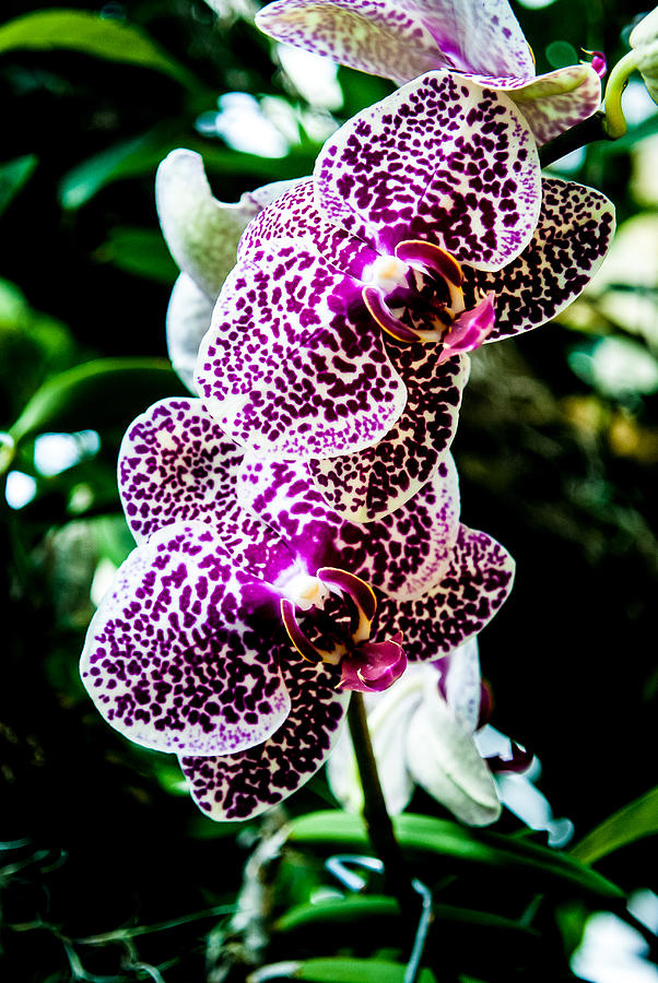 Orchid - PLA236 Photograph by Gordon Sarti
