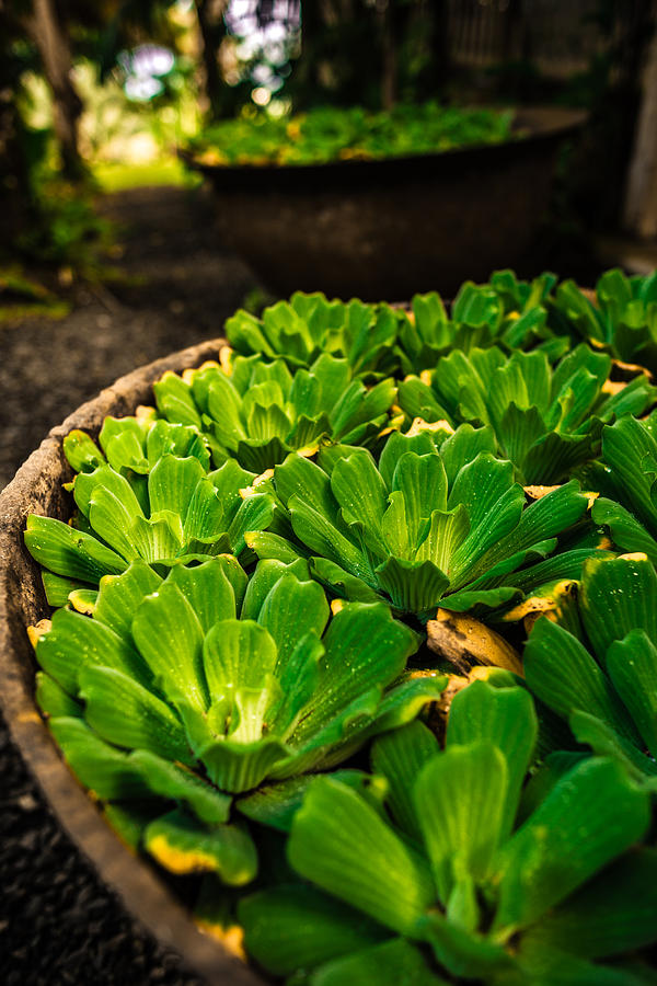 Orchid Pond by Daniel Marcion Orchid Pond by Daniel Marcion