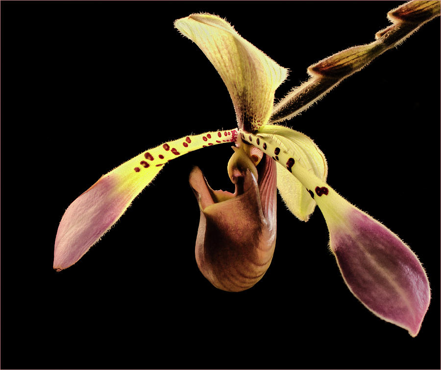 Orchid Portrait Photograph by Jean Noren