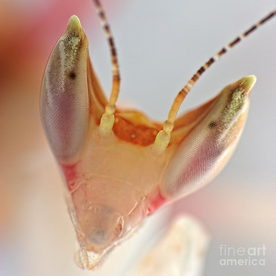 Orchid Praying Mantis Photograph by Joerg Lingnau