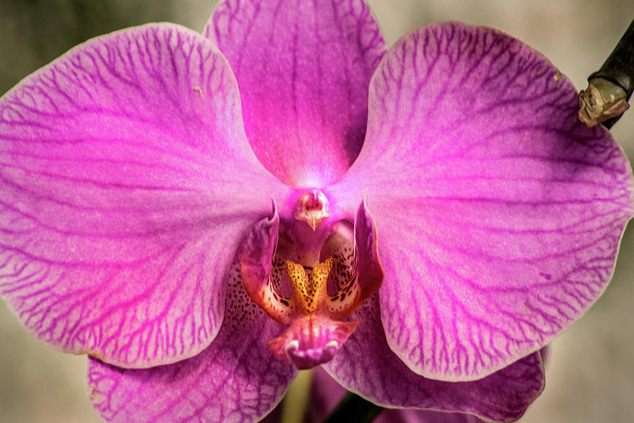 Orchid-Purple Photograph by Don Johnson