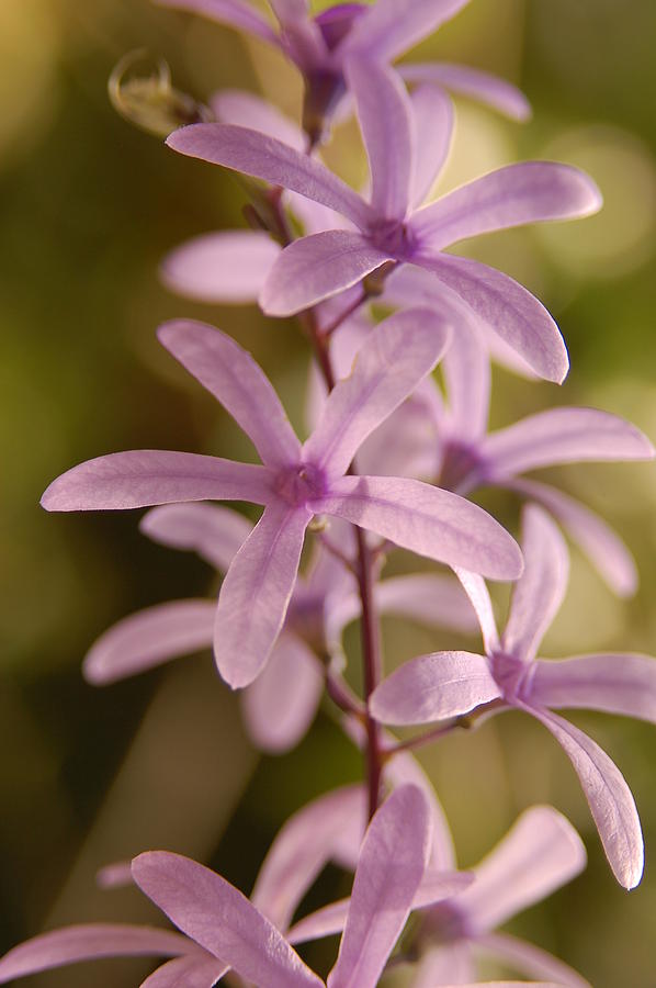 Orchid Purple Photograph