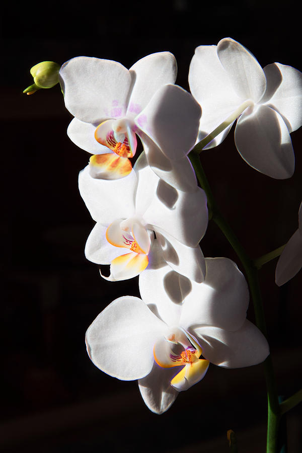 Orchid Quartet Photograph by Natalie Rotman Cote