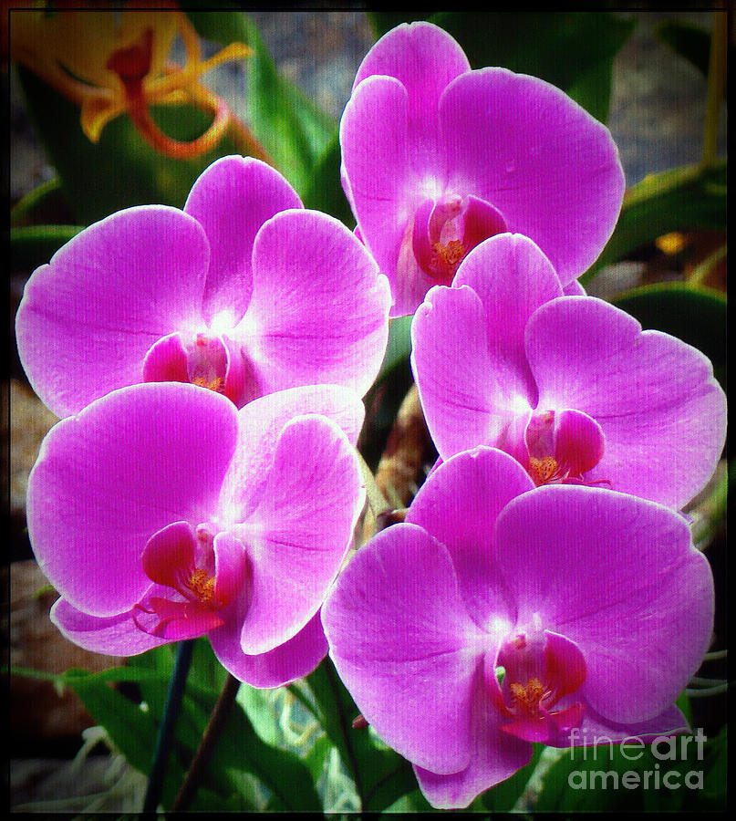 Orchid Photograph - Orchid Quintuplets  by Sue Melvin