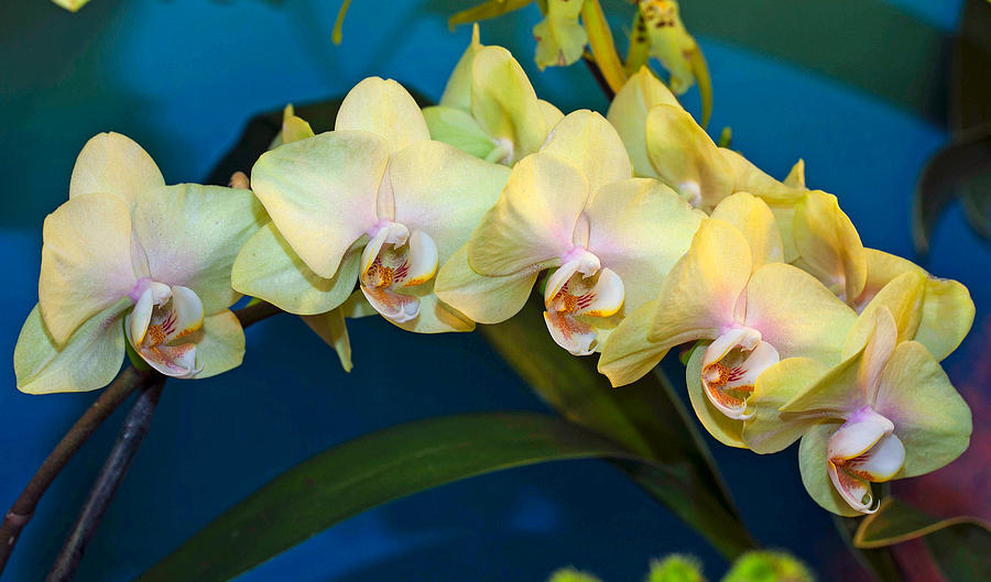 Orchid Rainbow Photograph by Stephen Schwiesow