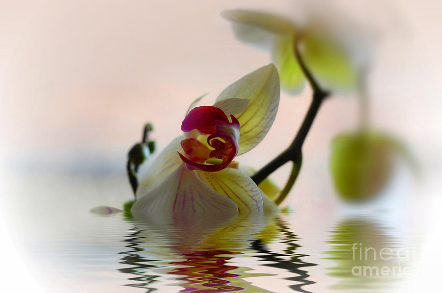 Orchid Reflection Photograph by Elaine Manley