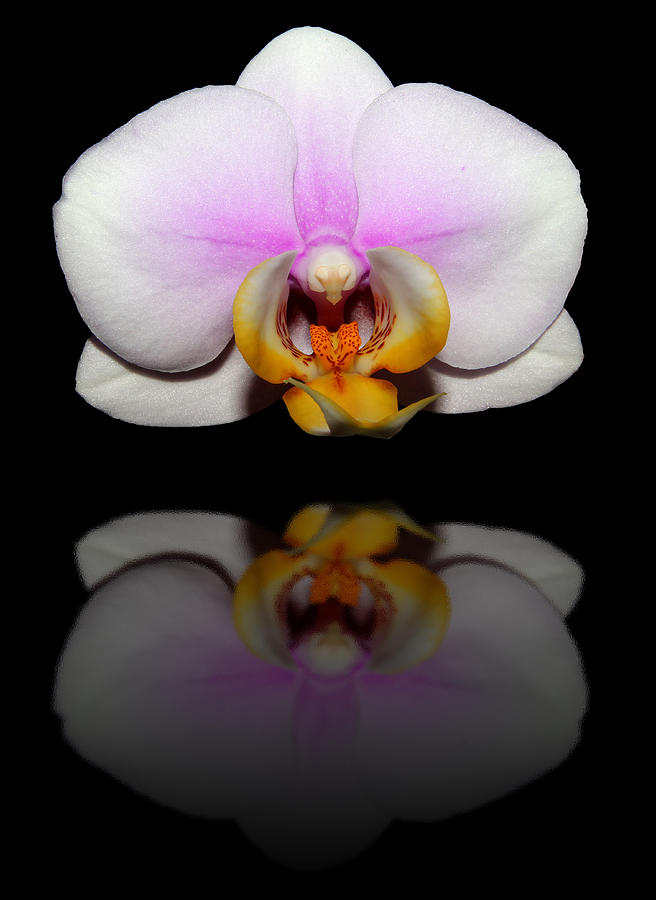 Orchid Reflection Photograph by Judy Vincent
