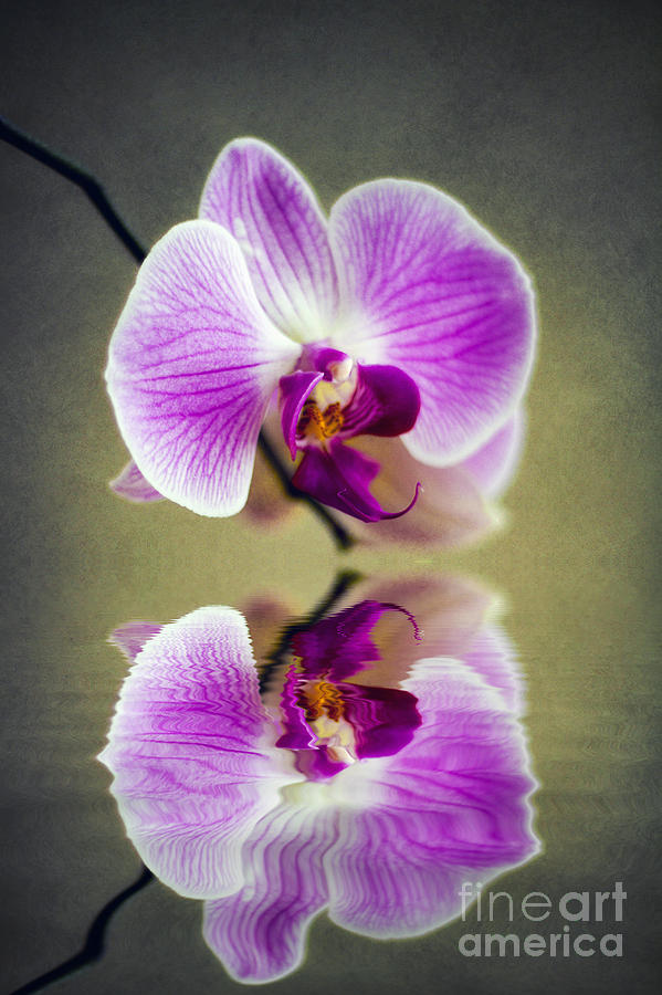 Orchid Reflections Photograph by Ian Mitchell