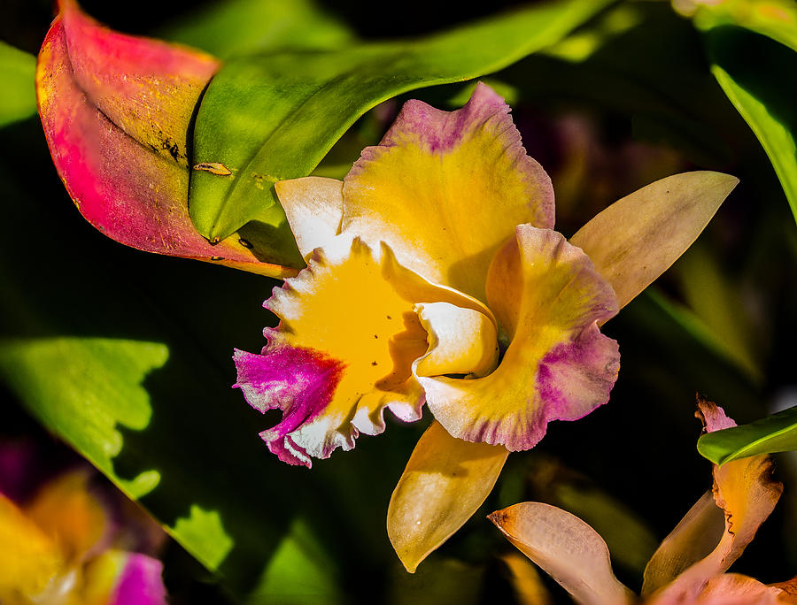 Orchid Photograph by Richard Goldman
