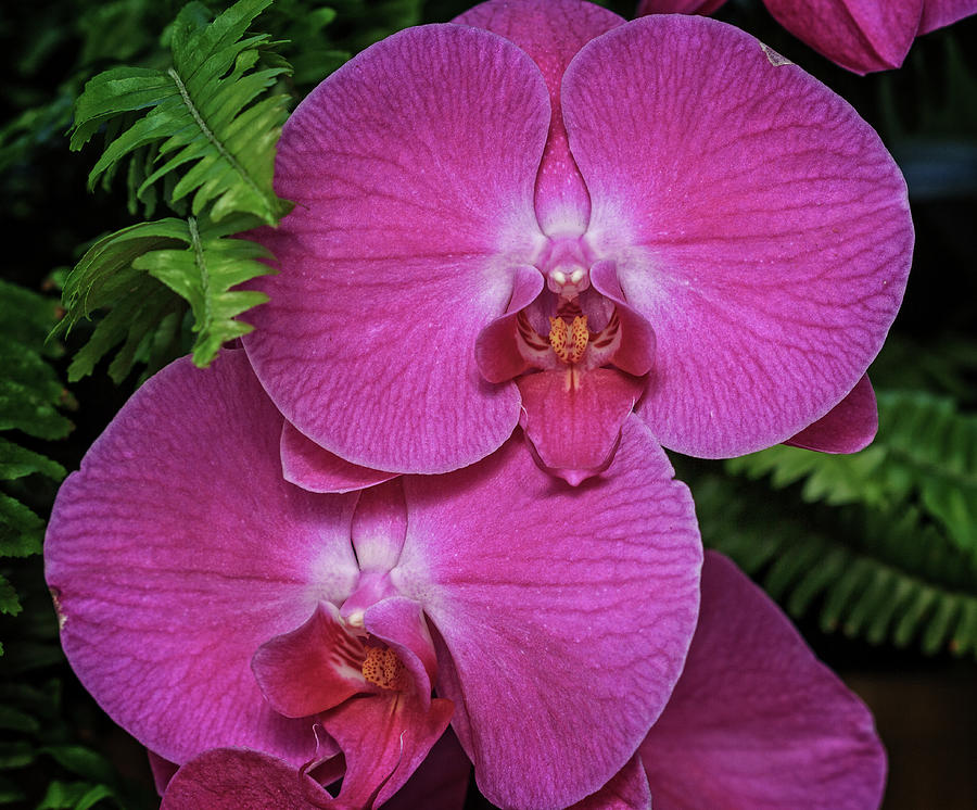 Orchid Photograph by Robert Pilkington