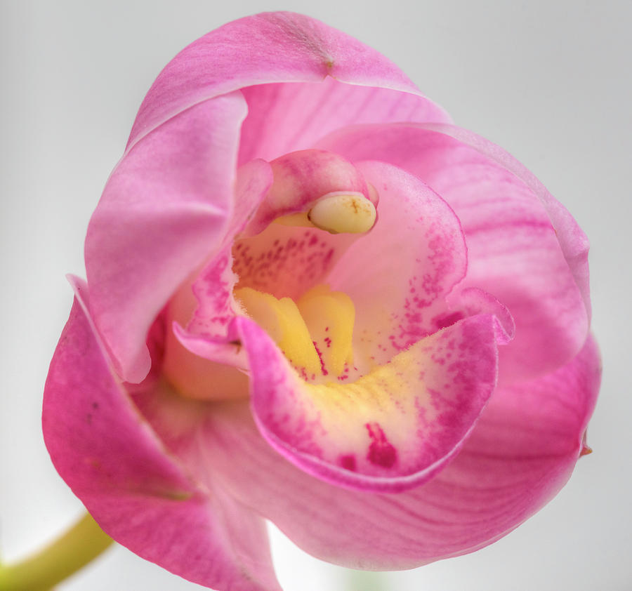 Orchid  Photograph by Roberta Kayne