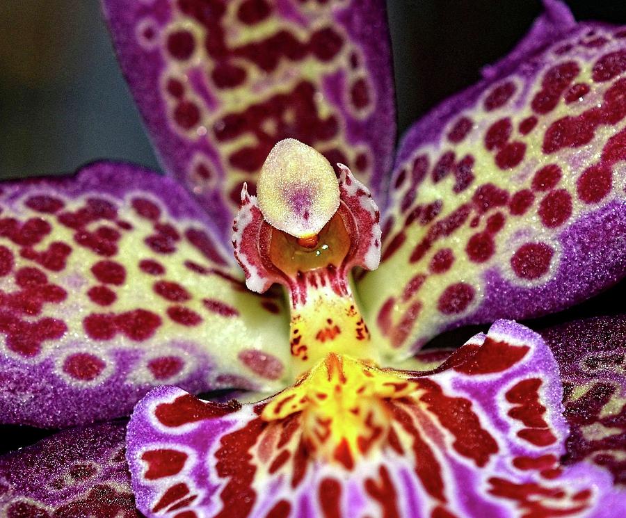Orchid Photograph by Ronda Ryan
