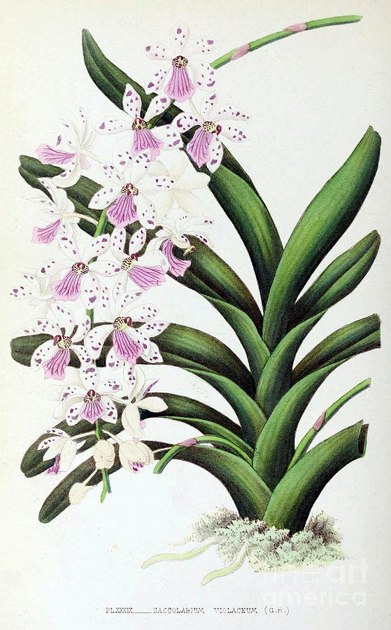 Orchid, Saccolabium Violaceum, 1880 Photograph by Biodiversity Heritage Library