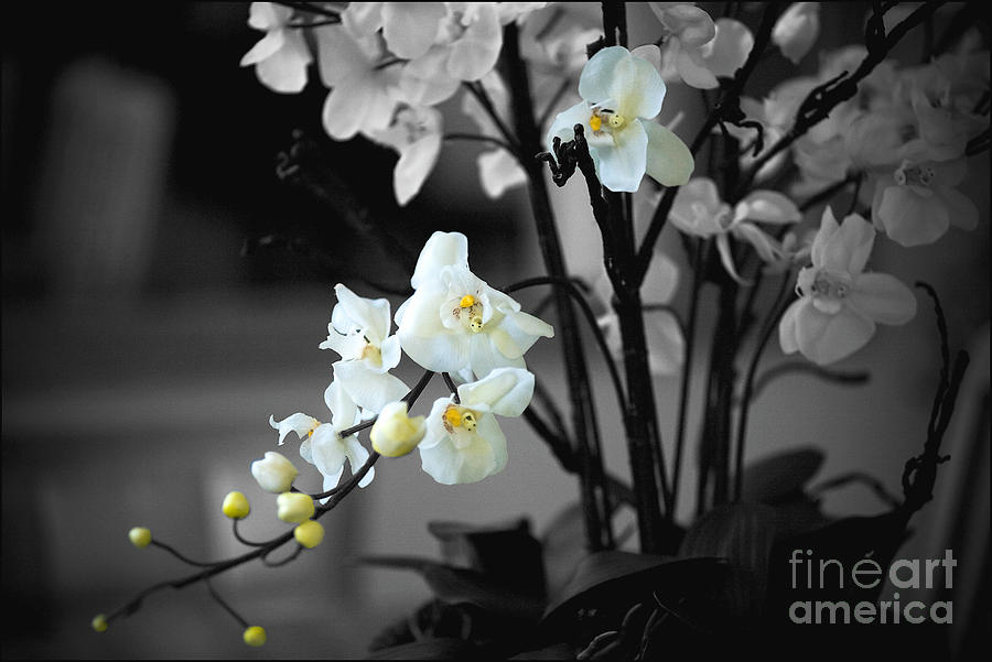 Orchid Selective Color Photograph by Rich Collins