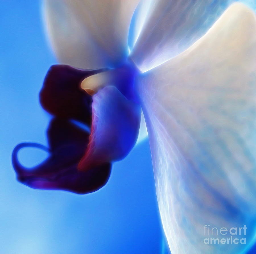 Orchid Serenity Digital Art by Krissy Katsimbras