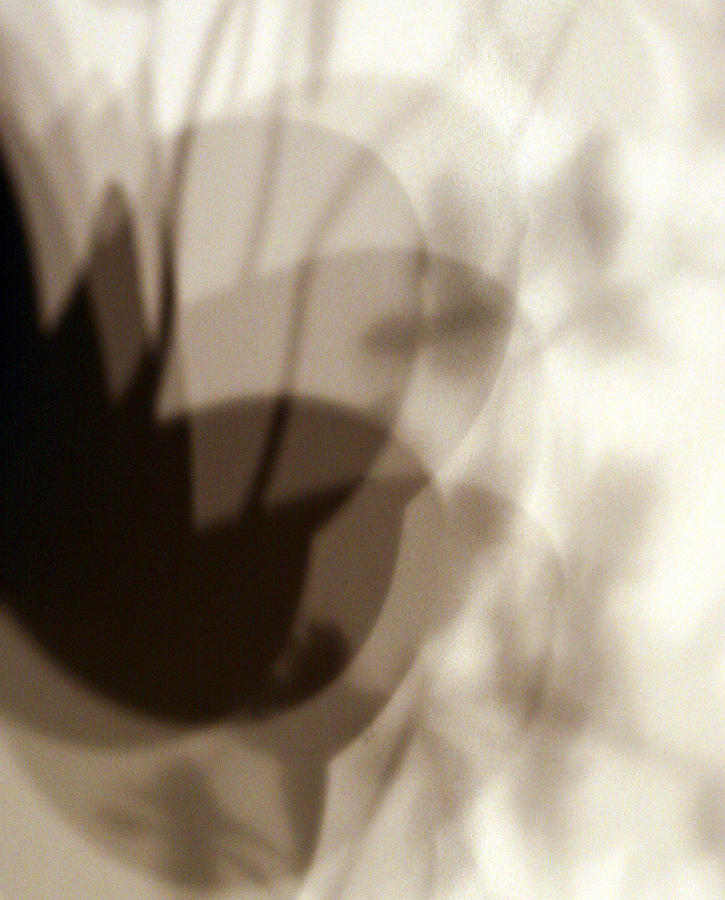 Orchid Shadow 1 Photograph by Marilyn Hunt