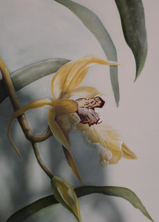Flower Painting - Orchid Shadows by David Kelly
