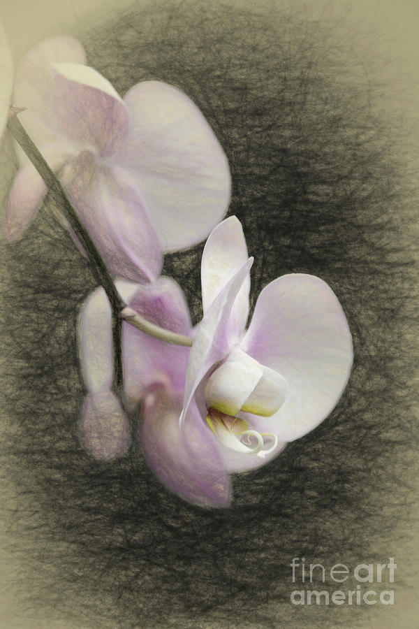 Orchid Sketch Digital Art by Sharon McConnell