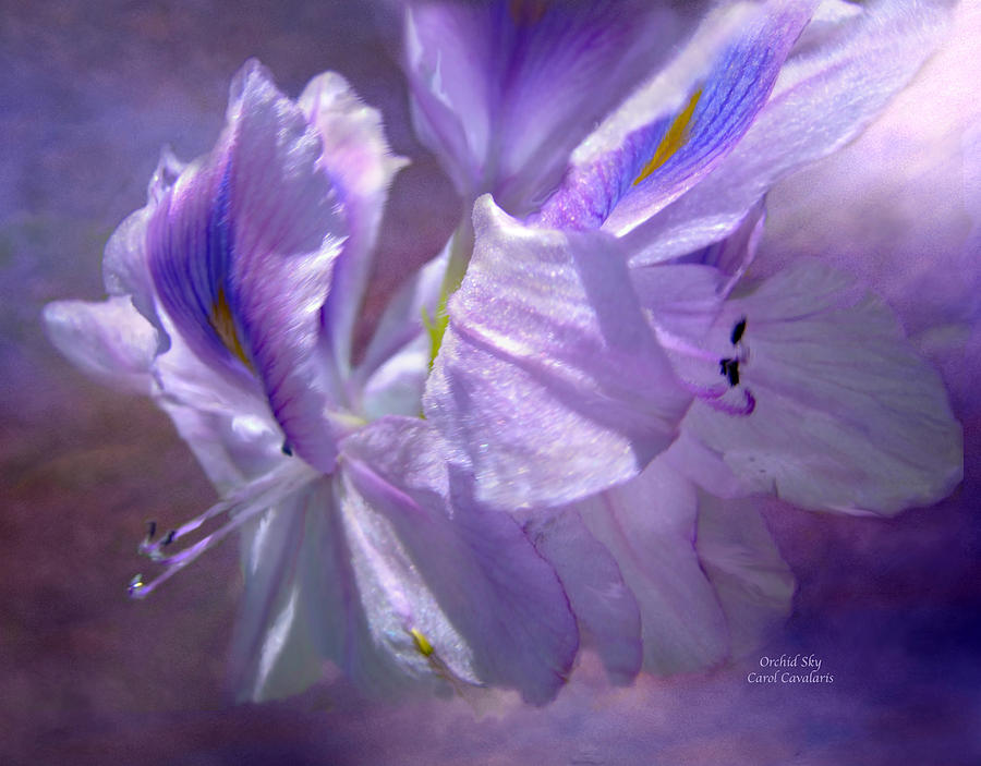 Orchid Mixed Media - Orchid Sky by Carol Cavalaris
