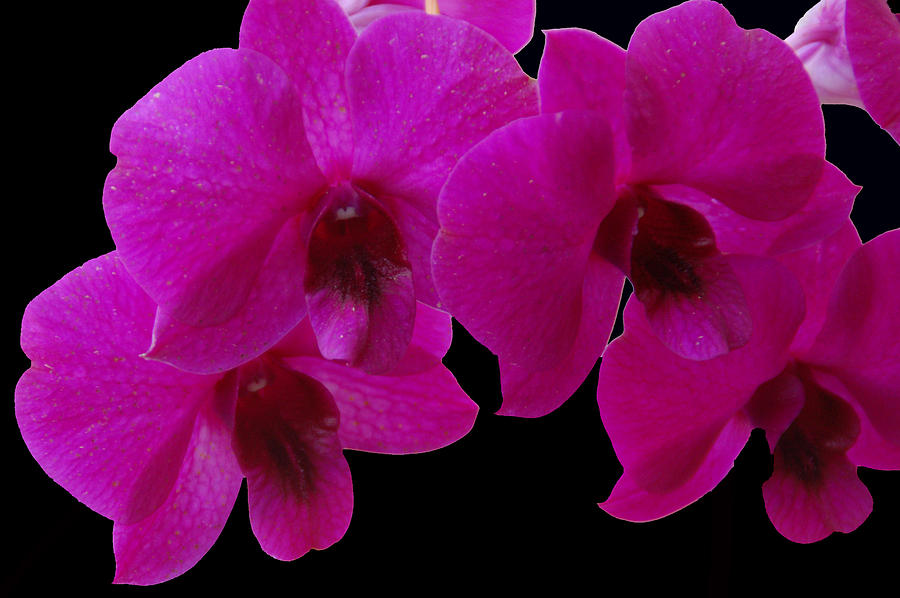 Orchid Song Photograph by Aimee L Maher ALM GALLERY