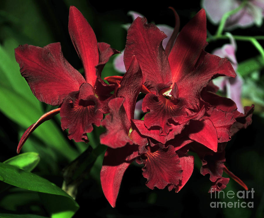 Orchid Photograph - Orchid Sophrolaeliocattleya Jewel Box Dark Waters by Terri Winkler