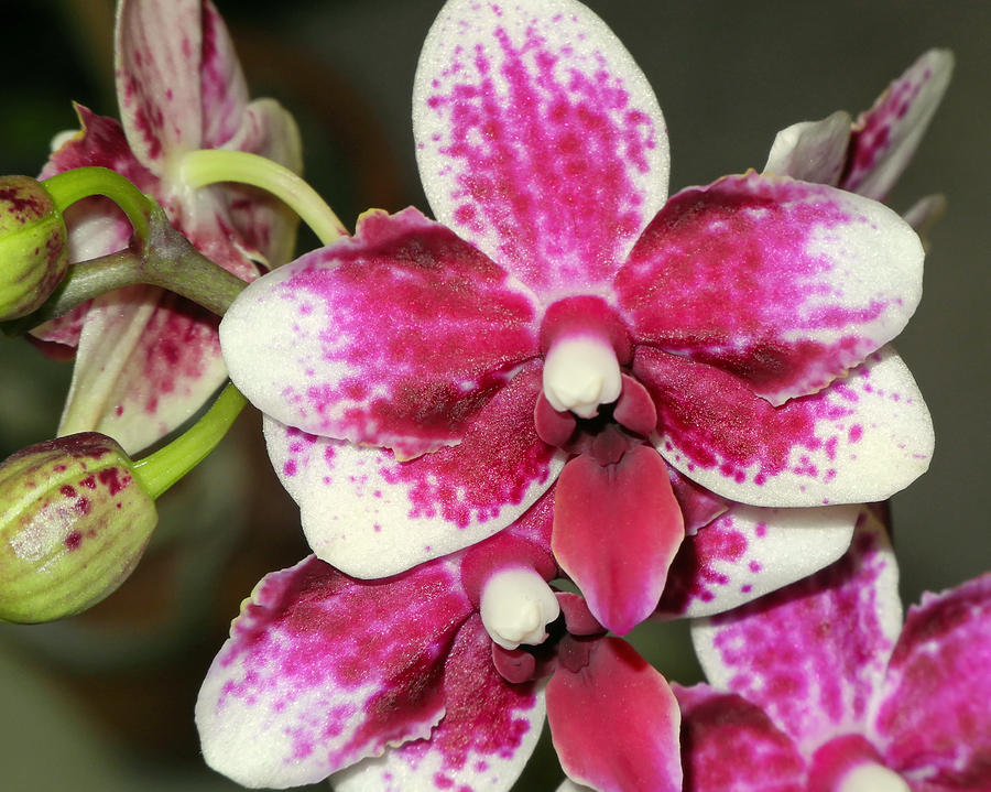 Orchid Splendor Photograph by Lynda Lehmann