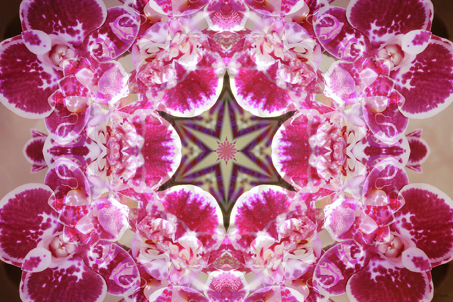 Orchid Star Digital Art by Shawna Rowe