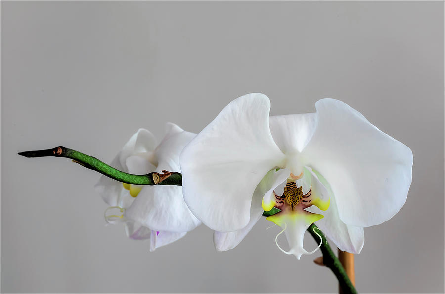 Orchid Still Life Photograph by Robert Ullmann