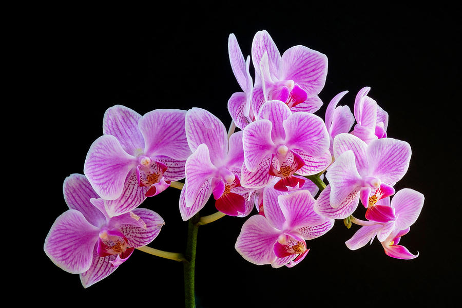 Orchid Photograph - Orchid Study 3 by Gunther Schabestiel