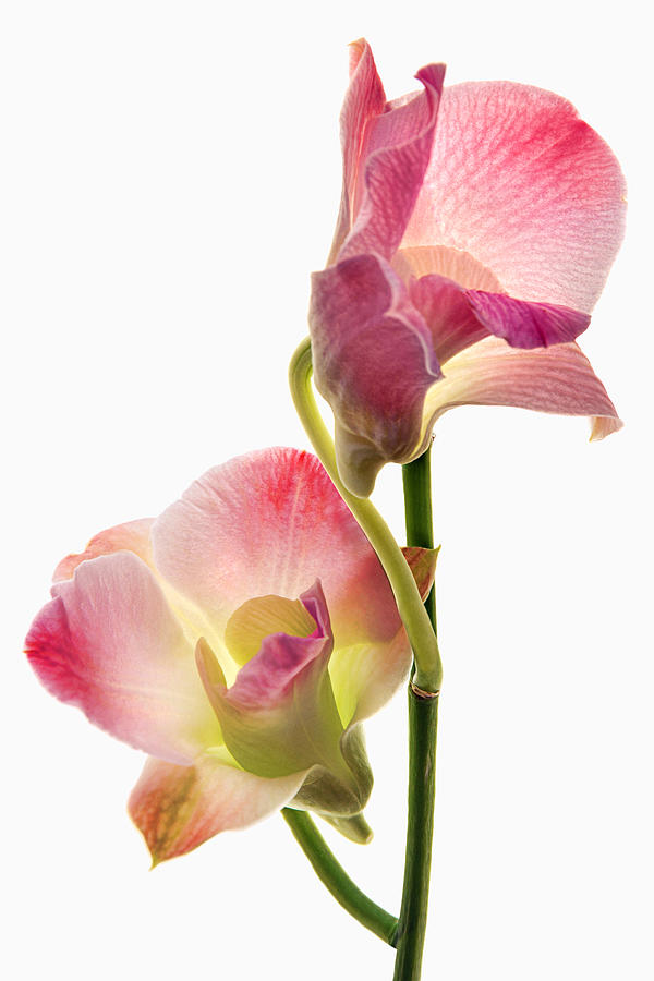 Orchid Study I Photograph by Leda Robertson