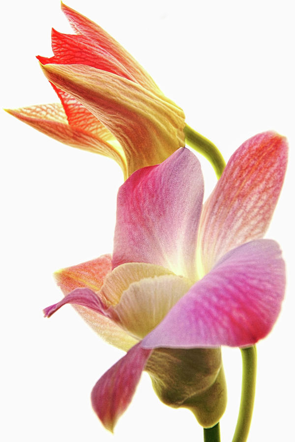 Orchid Study II Photograph by Leda Robertson