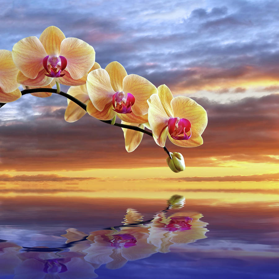 Orchid Sunset Reflections Photograph by Gill Billington